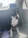 COURTESY POST: Puppy - Photo 2