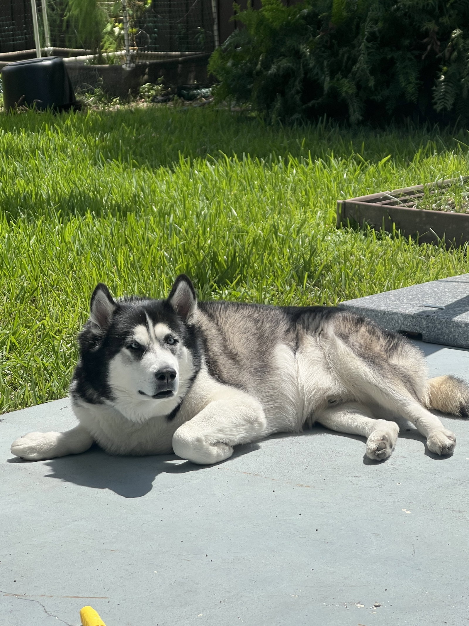 Alaskan Malamute