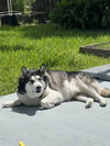 COURTESY POST: Loki - Photo 1