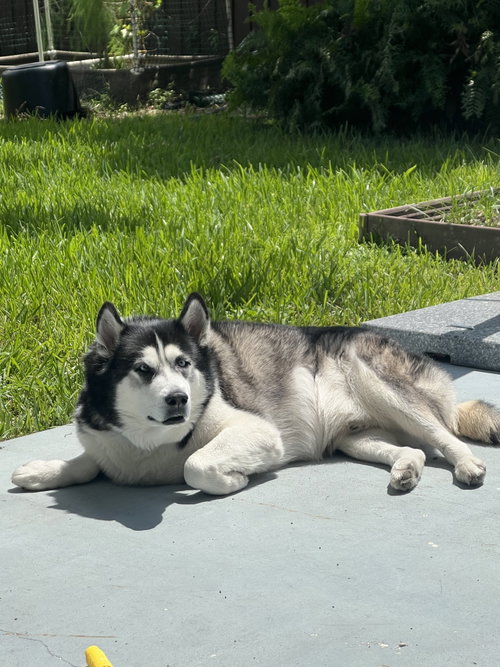 COURTESY POST: LOKI - Alaskan Malamute available for adoption