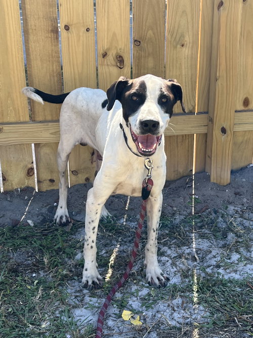 COURTESY POST: PLUTO - Terrier available for adoption