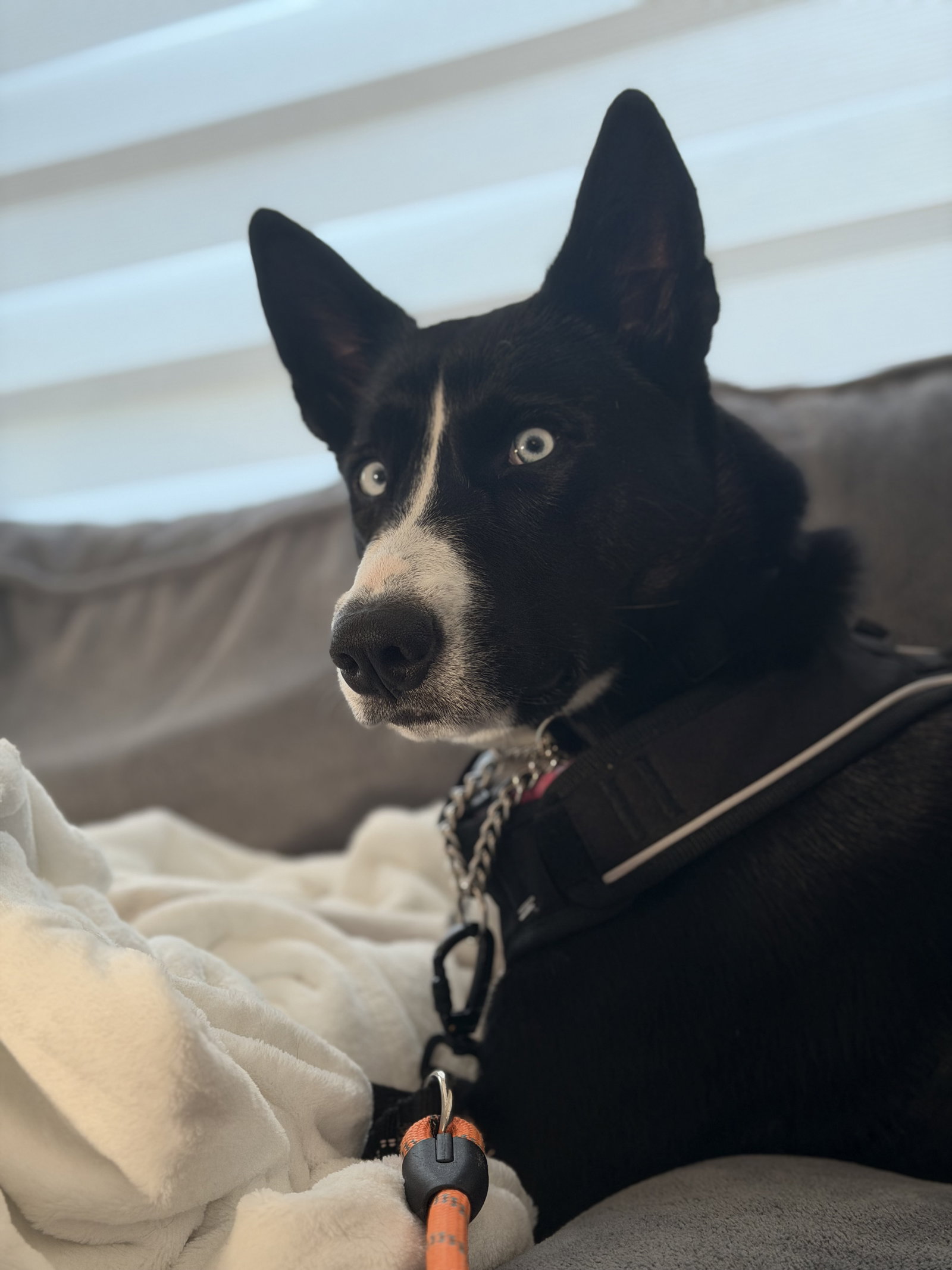 Siberian Husky
