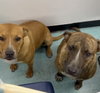 COURTESY POST: Mia & Canela - Photo 1