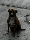 COURTESY POST: Mia & Canela - Photo 2