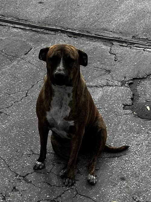 COURTESY POST: Mia & Canela — thumbnail 2