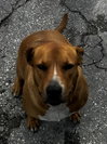 COURTESY POST: Mia & Canela - Photo 3
