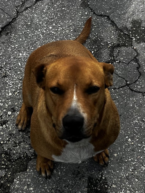 COURTESY POST: Mia & Canela — thumbnail 3