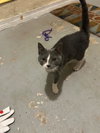COURTESY POST: Kitty Foo Foo - Photo 1