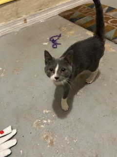 COURTESY POST: KITTY FOO FOO - Domestic Short Hair available for adoption