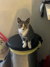 COURTESY POST: Kitty Foo Foo - Photo 2
