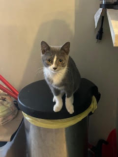 COURTESY POST: KITTY FOO FOO - Domestic Short Hair available for adoption
