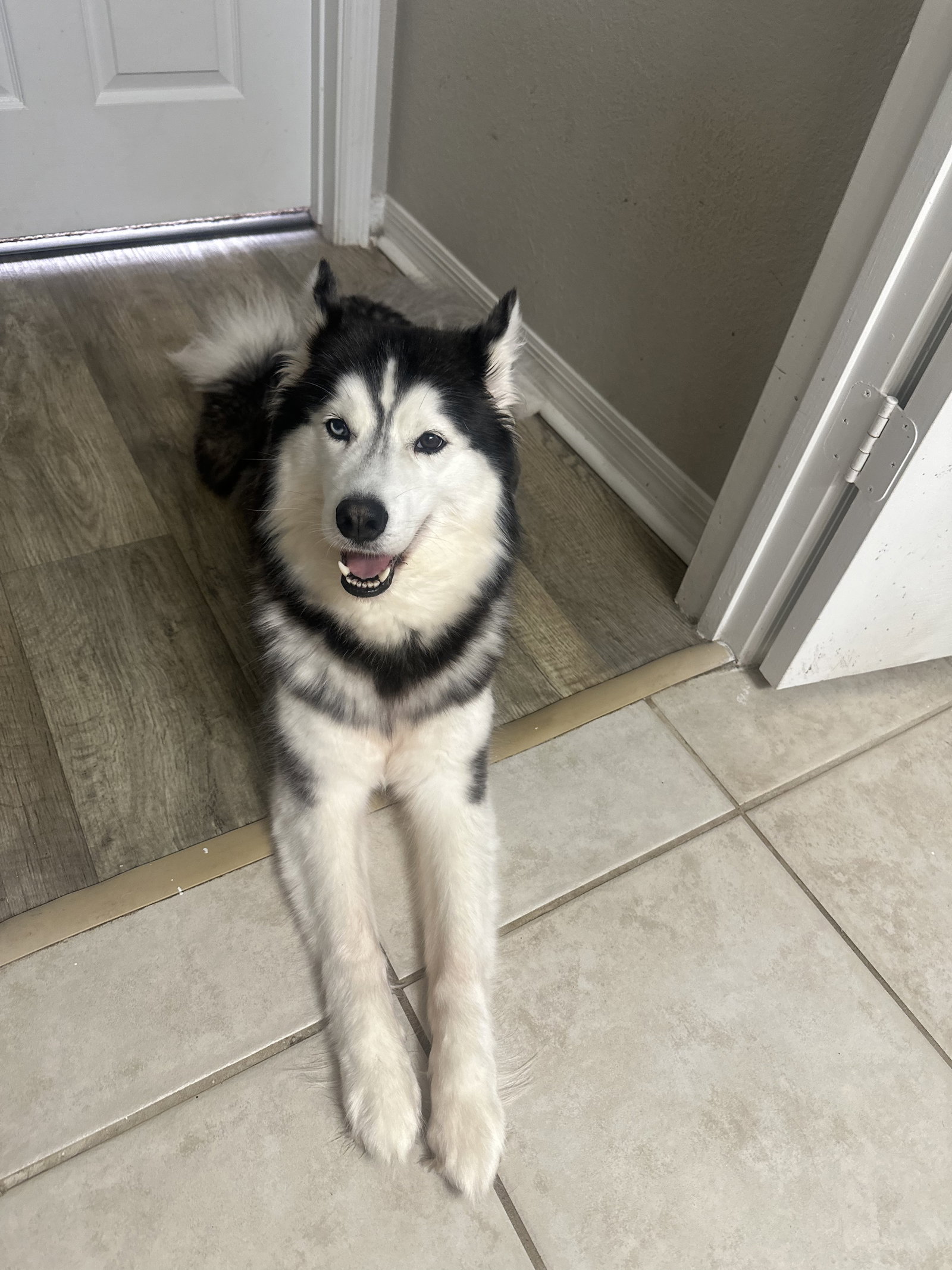Siberian Husky