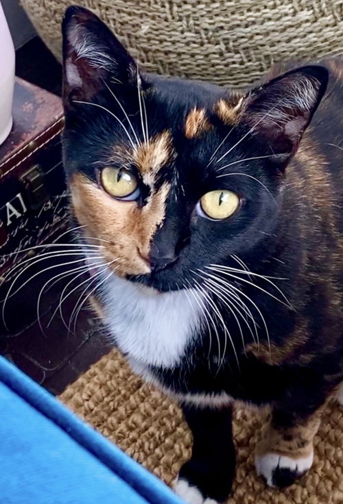 COURTESY POST: CACAU - Domestic Short Hair available for adoption