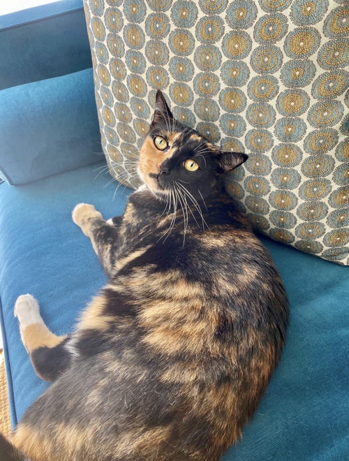 COURTESY POST: CACAU - Domestic Short Hair available for adoption