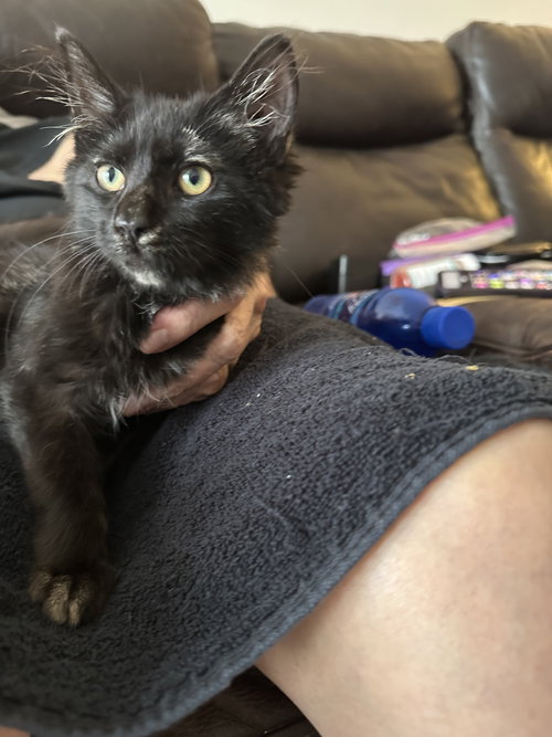 COURTESY POST: SMOKY - Domestic Short Hair available for adoption