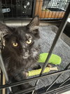COURTESY POST: Smoky - Photo 2