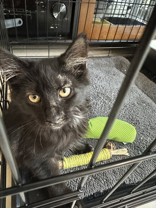 COURTESY POST: SMOKY - Domestic Short Hair available for adoption
