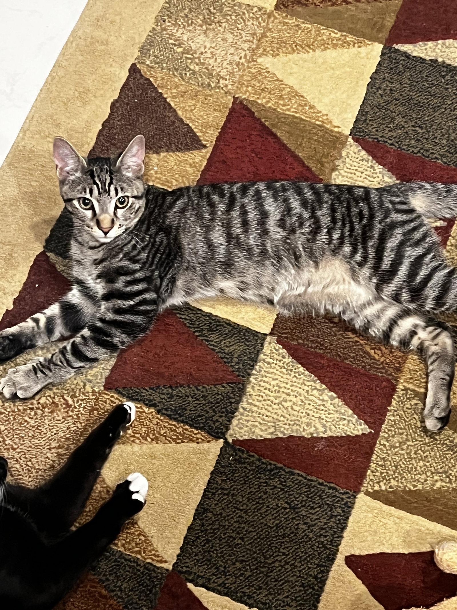 COURTESY POST: 4 Kittens Image