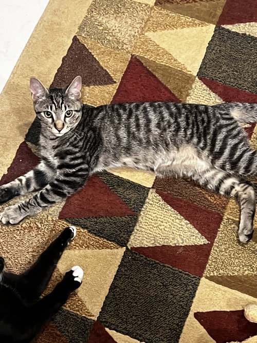 COURTESY POST: 4 KITTENS - Domestic Short Hair available for adoption