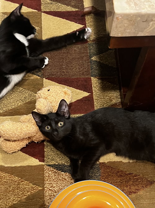 COURTESY POST: 4 KITTENS - Domestic Short Hair available for adoption