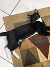 COURTESY POST: 4 Kittens - Photo 4