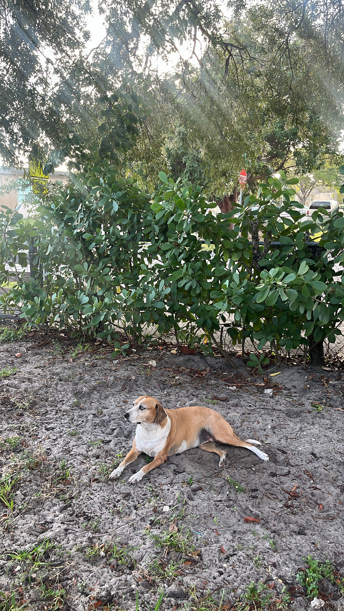 Beagle