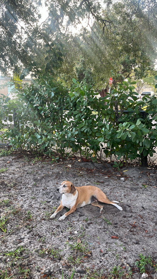 COURTESY POST: SHIHKA - Beagle / Shepherd available for adoption