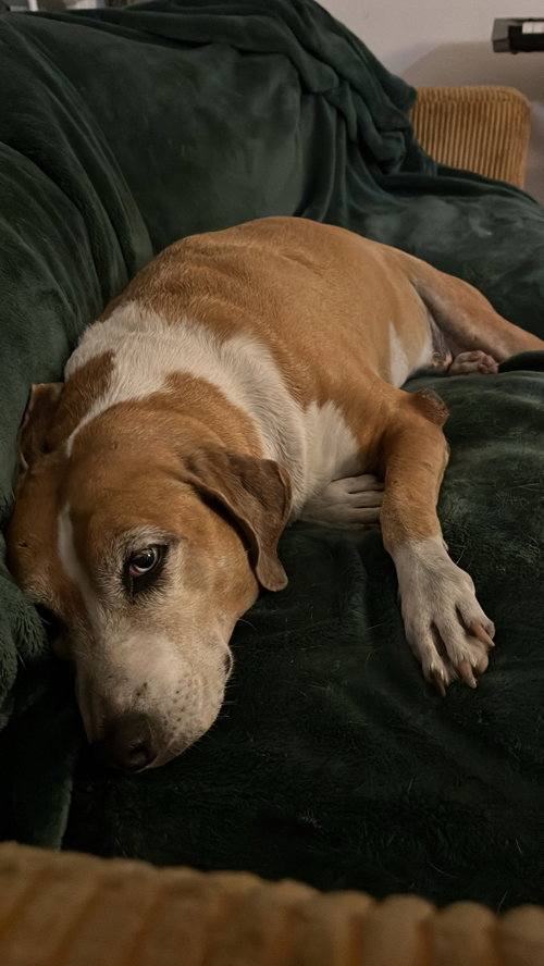 COURTESY POST: SHIHKA - Beagle / Shepherd available for adoption