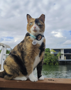 COURTESY POST: Lucy - Photo 1