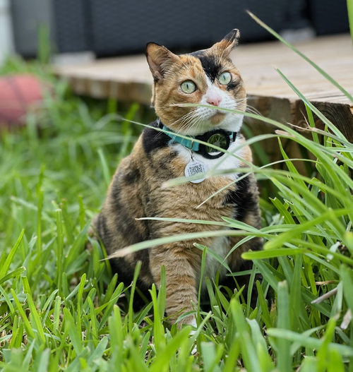 COURTESY POST: LUCY - Domestic Short Hair / Calico available for adoption