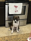 COURTESY POST: Max - Photo 2