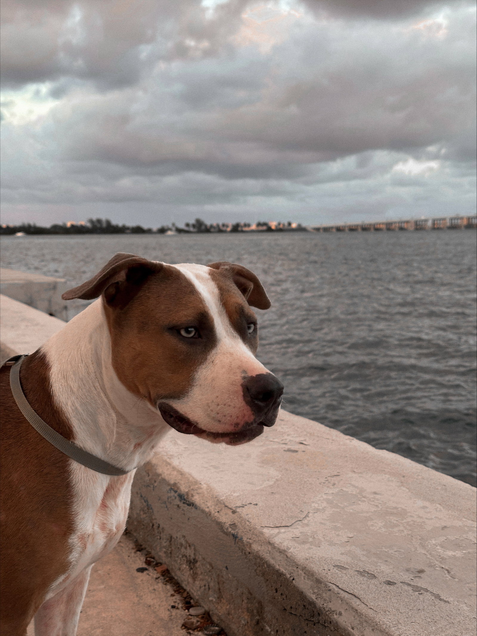 Terrier