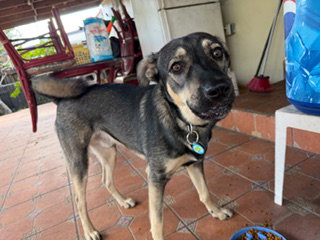 German Shepherd
