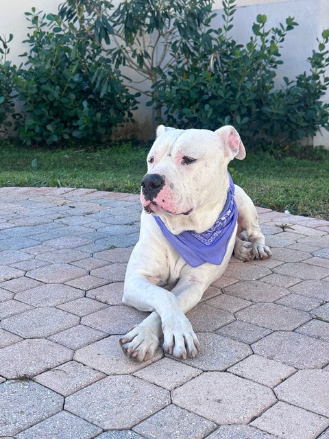 Bulldog