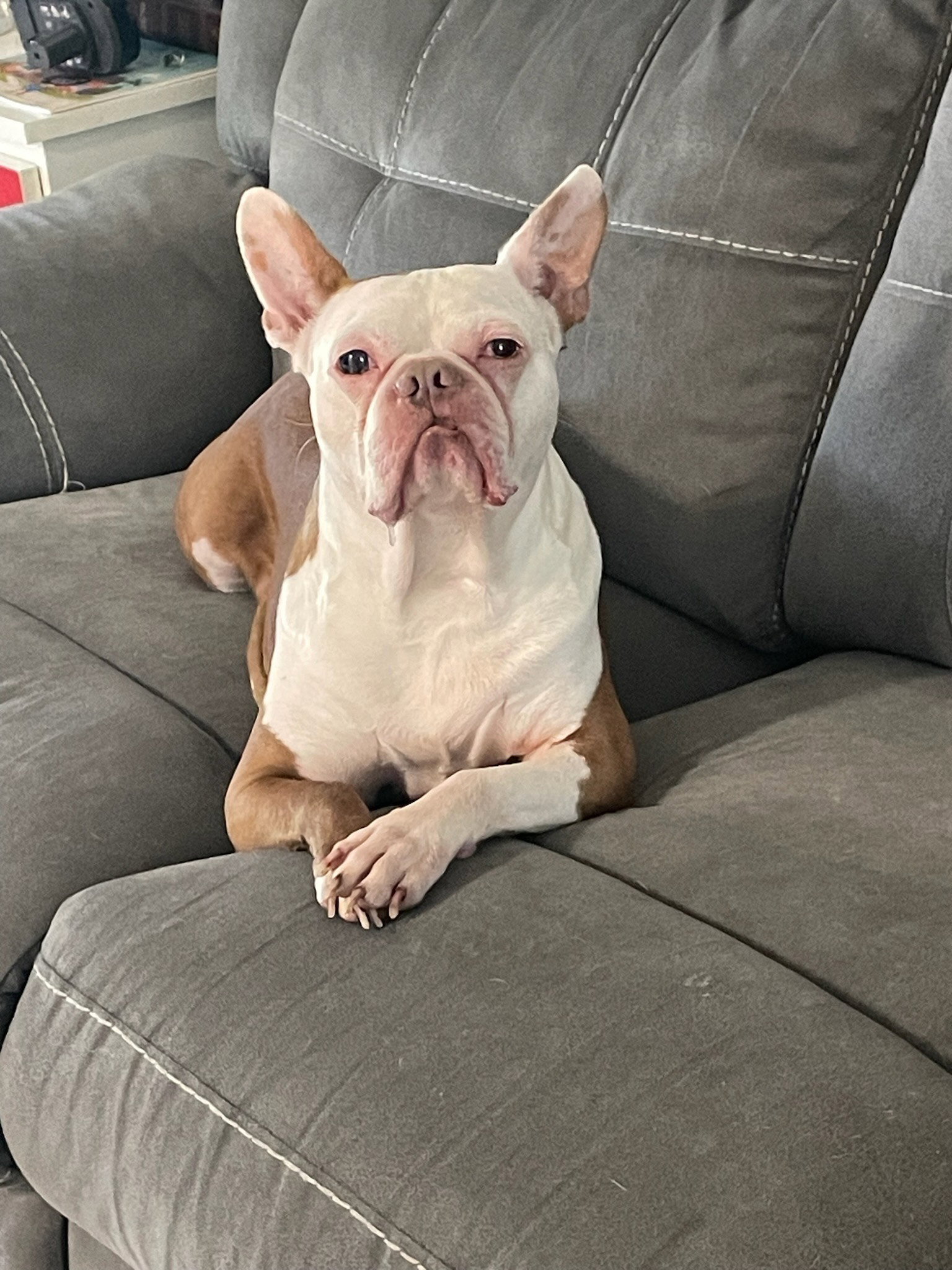 Terrier