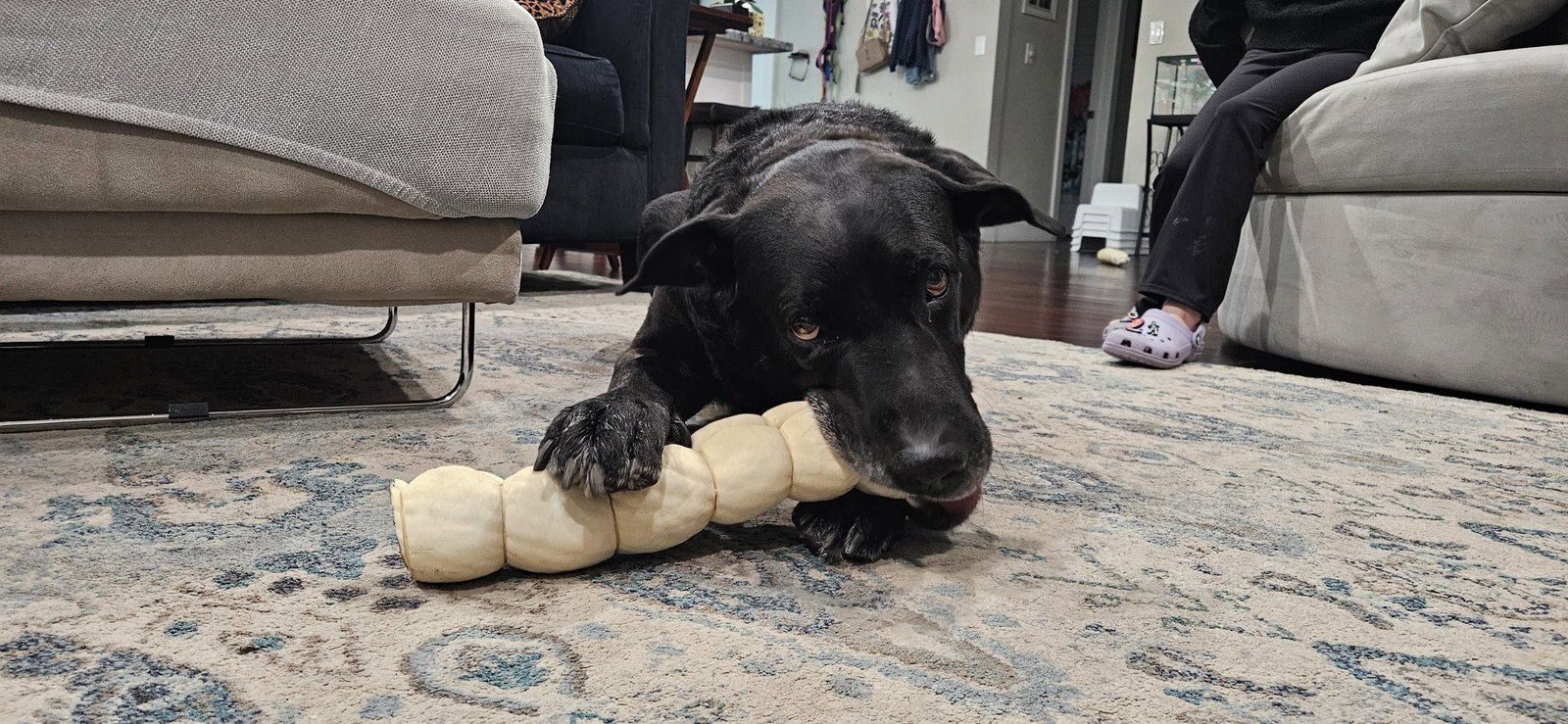 Labrador Retriever