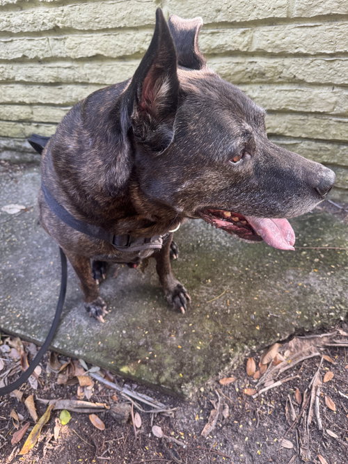 picture of the dog needing adoption