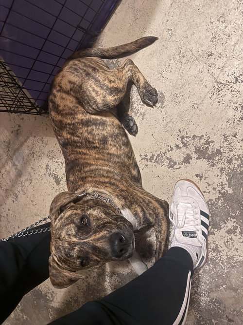 picture of the dog needing adoption