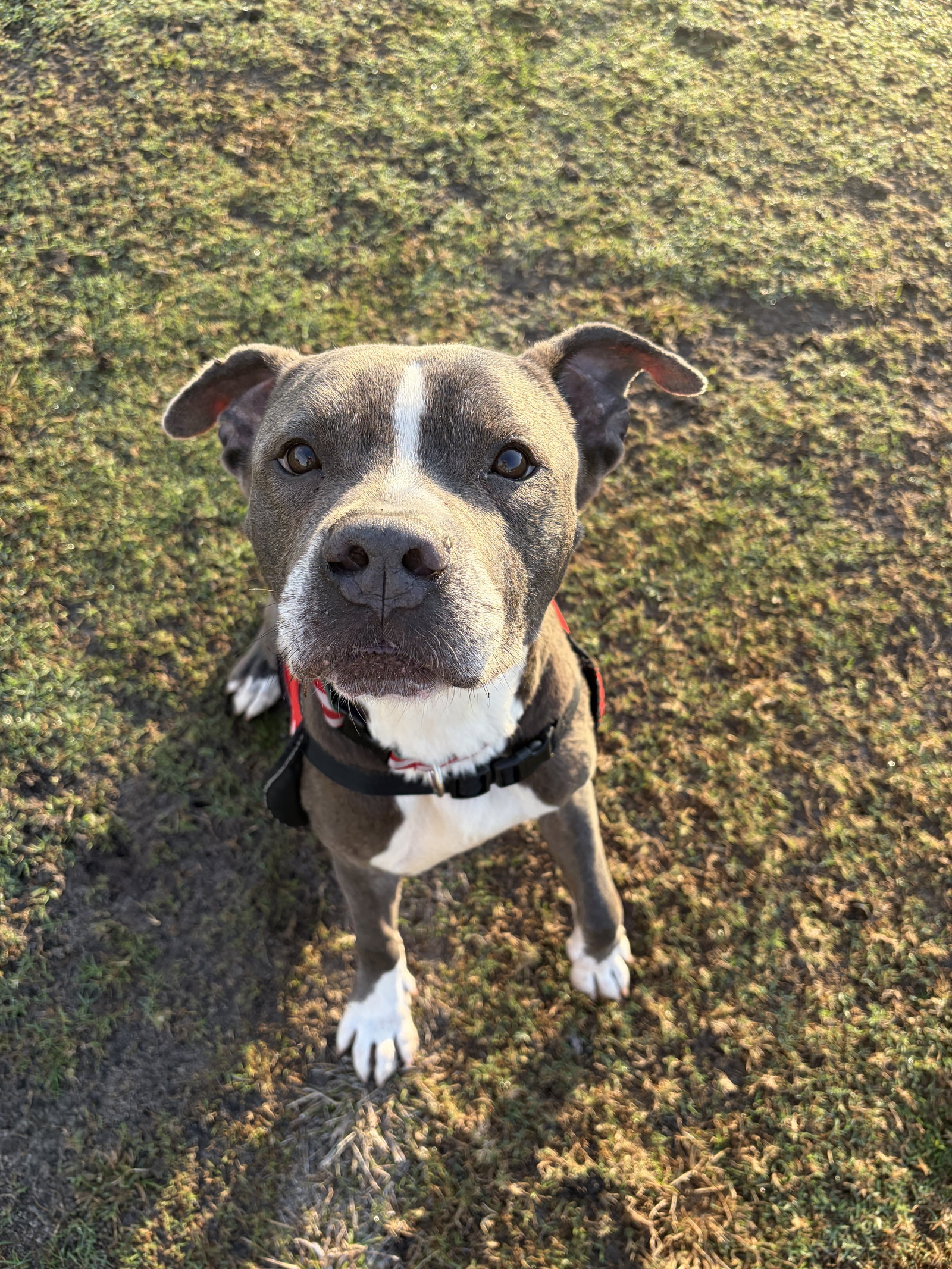 Pit Bull