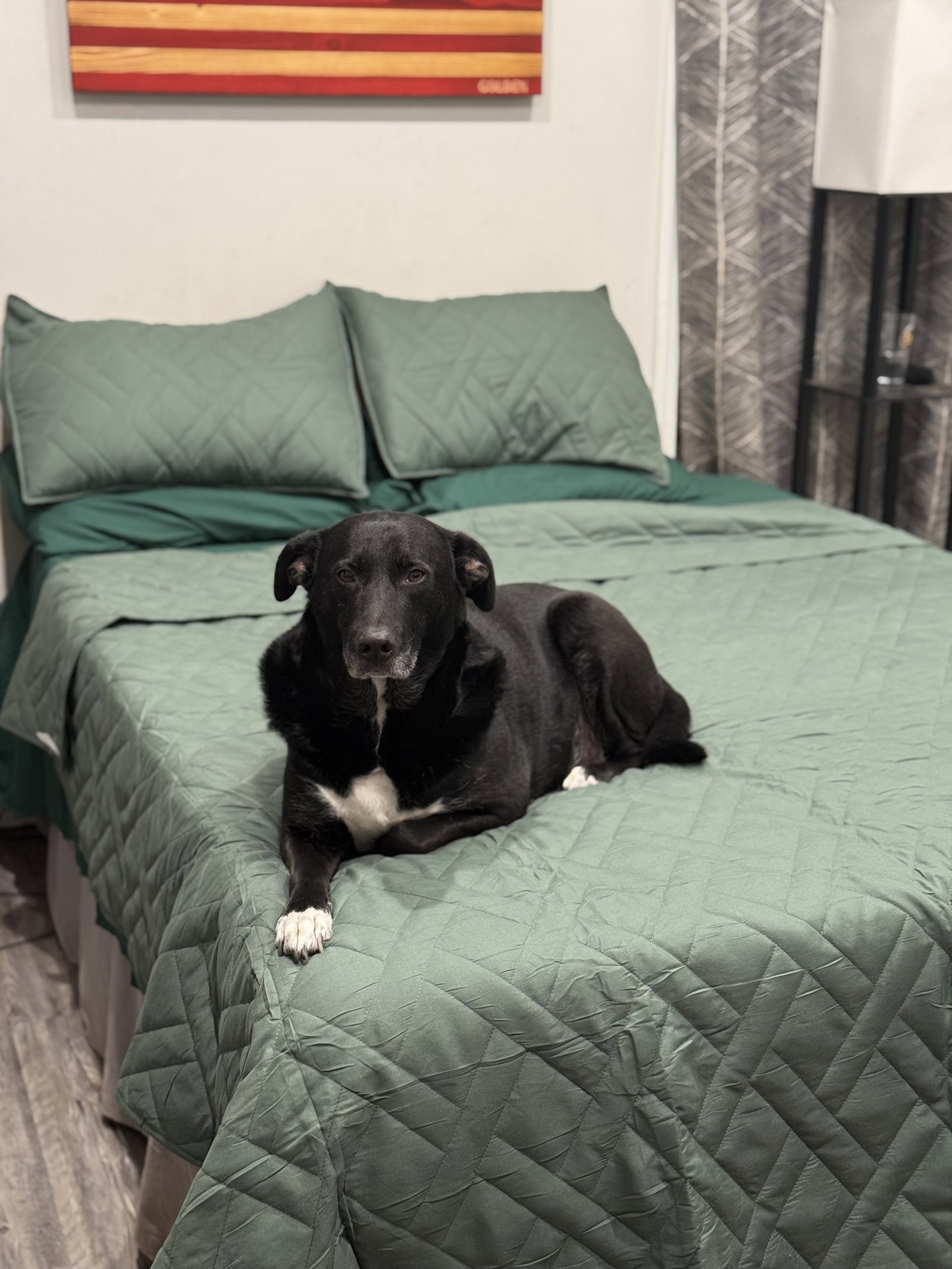 Labrador Retriever