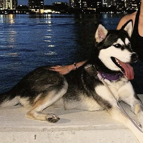 picture of the dog needing adoption
