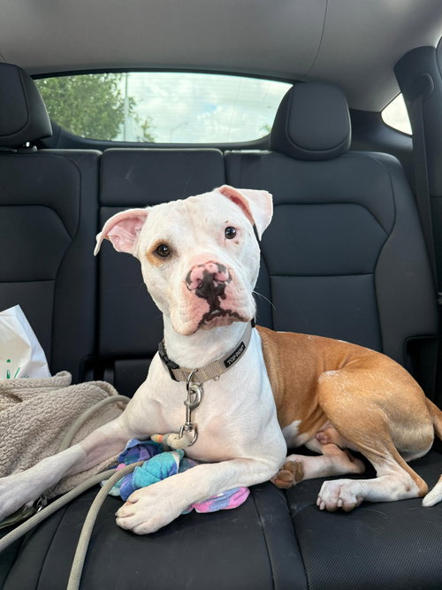 picture of the dog needing adoption