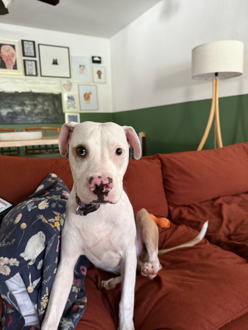 COURTESY POST: Poppie photo 4