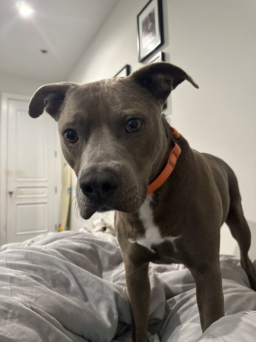 picture of the dog needing adoption