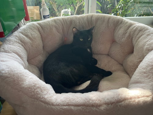 COURTESY POST: Luna, Young Domestic Short Hair (short coat), cat for adoption in Miami Beach, Florida