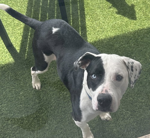 picture of the dog needing adoption