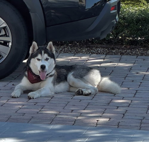 COURTESY POST: Bruno, an adoptable Husky in Miami, FL
