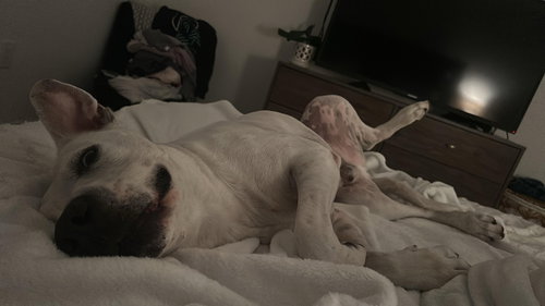 COURTESY POST: Timothy, an adoptable Great Dane in Miami, FL