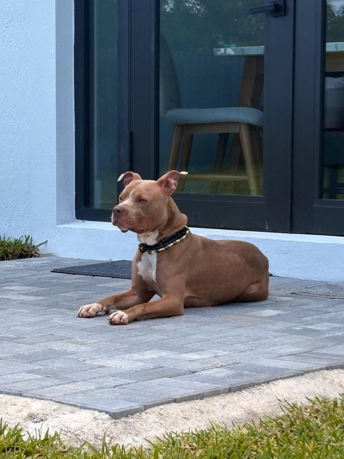COURTESY POST: Macho, an adoptable American Pit Bull Terrier in Miami, FL