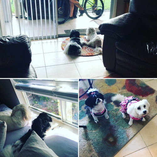 COURTESY POST: Mia & Milu (Bonded Pair), an adoptable Maltese in Miami, FL